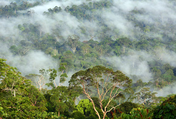 Primary Rainforest scenery in lowland Danum Valley, Sabah Borneo, Malaysia.  One of the few primary...
