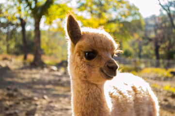 Baby Alpaca © Geffrey