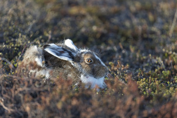 Mountain hare