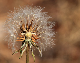 Seedhead of Dandelion or Goatsbeard, Andalucia, Spain.