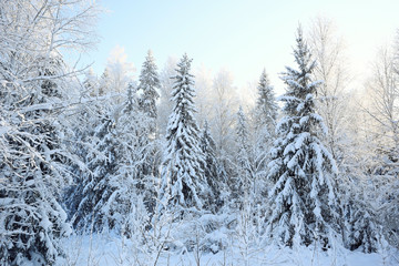 Fototapeta na wymiar winter cold day fir forest landscape