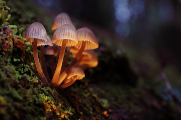 small poisonous mushrooms toadstool group psilocybin