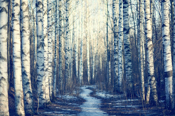 March landscape birch forest background