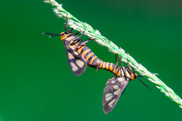 Tiger moth (Amata trigonophora) making love in the evening, found at colleague's garden 