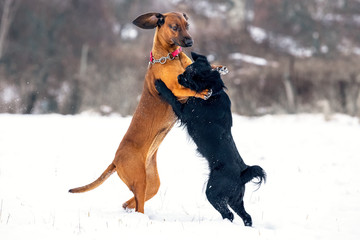 Red puppy Bavarian Mountain Hound playing with friend mongrel