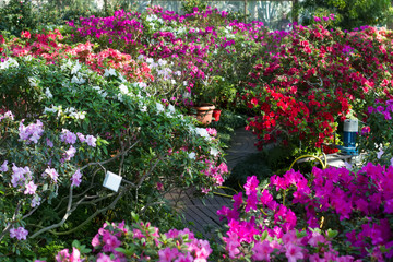 Fototapeta na wymiar Beautiful garden of blooming azaleas in the greenhouse.