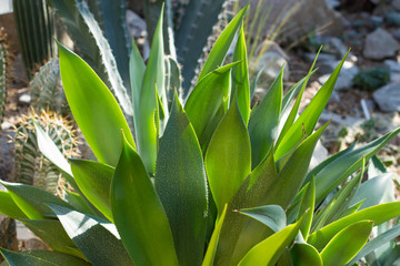 Agave plant close up.