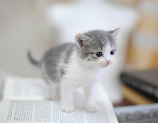 Small white and gray kitten on a bird cage. Full portrait