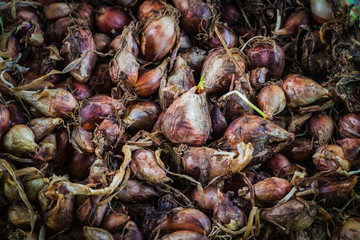 Old sprouting onions, background of onions.