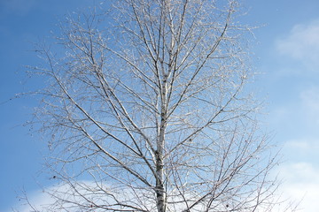 branch of a birch in hoarfrost winter 
