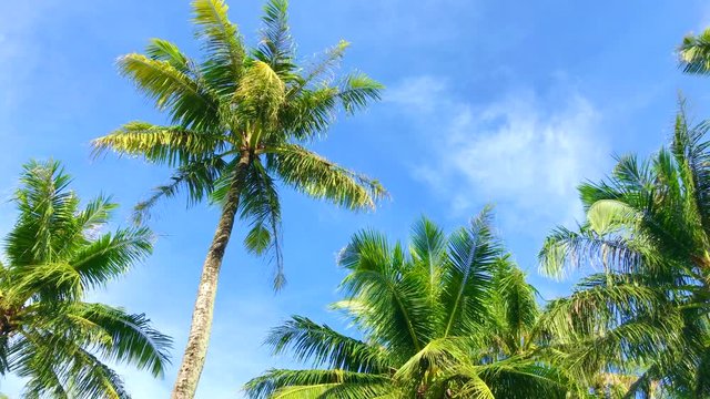 Tropical sky where palm trees sway in the wind