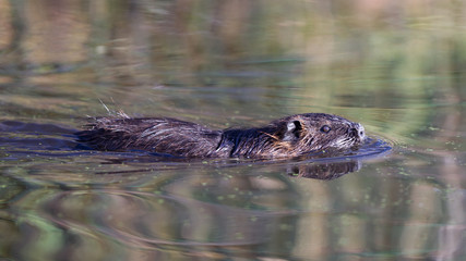 Young coypu close up