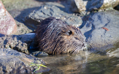 Young coypu close up
