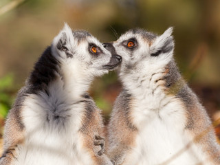 Ring-tailed lemur (Lemur catta), couple © michaklootwijk