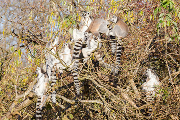 Ring-tailed lemur (Lemur catta), group in a tree