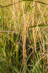 Green rice paddy in the field rice background.
