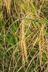 Green rice paddy in the field rice background.
