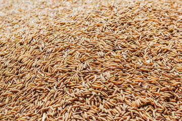 Grain detail, pile of paddy for background and texture.