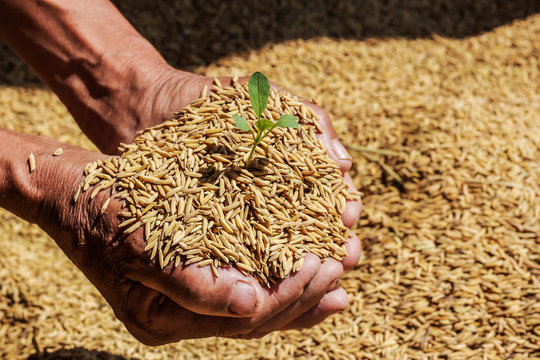 Close Up Raw Rice Or Paddy In Farmer 's Hand With Growth Plant.