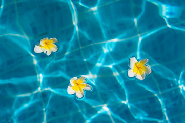 Fototapeta na wymiar flowers and bougainvillea in the pool