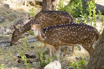 Image of a chital or spotted deer on nature background. wild ani