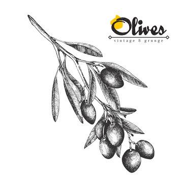 Big olive branch sketch vector illustration, olives hand drawn isolated, vintage olive tree with leaves over white background. Italian cuisine.