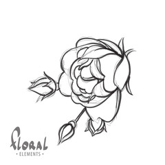 Delicate rose on a white background