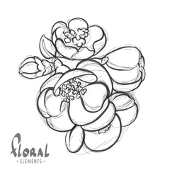 Delicate flowers of apple