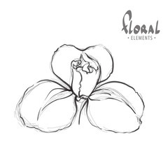 Sketch of an exotic flower