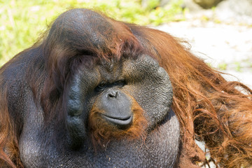 Image of a big male orangutan orange monkey. Wild Animals.