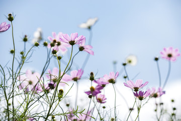 ピンクのコスモスの花花と空