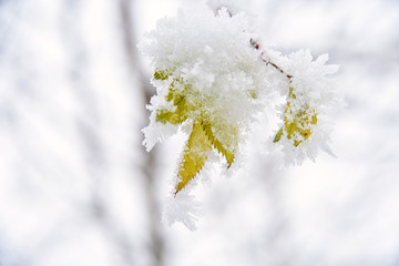 green leaves of wild rose covered with hoar-frost. Winter background