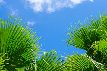 Copy space of frame nature green palm leaf on blue sky and white cloud background.