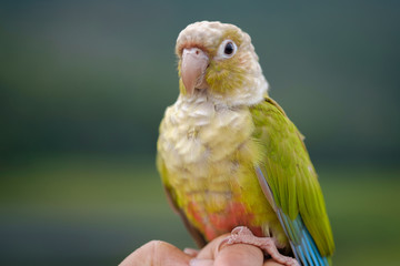 Close-uo of a Macaw parrot in the wilderness