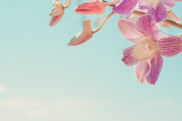 Beautiful pink orchid flower on blue sky and white cloud background. Frame nature tropical flower background.