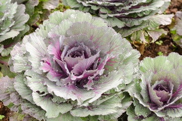 Obraz premium ornamental cabbage plant