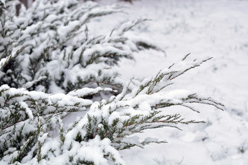 Branches of christmas tree with snow outdoor