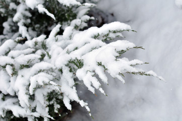 Branches of christmas tree with snow outdoor