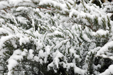 Branches of christmas tree with snow outdoor