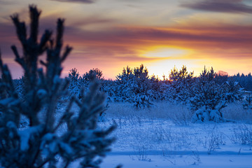 Sunset at a young spruce forest on the outskirts of the village