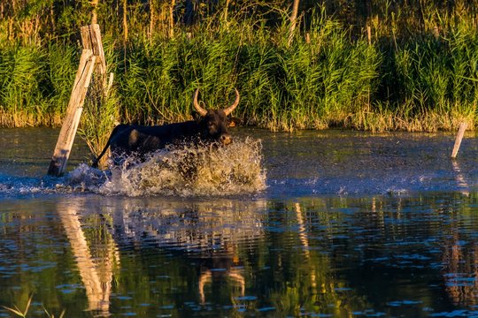 Manadier Bilder Durchsuchen 263 Archivfotos, und