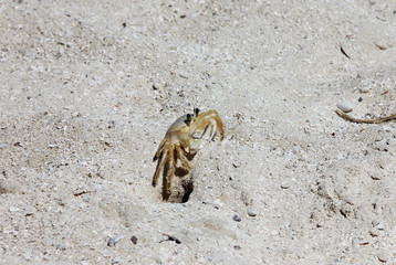 Small yellow crab near hole.