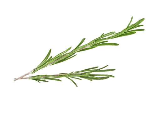 Rosemary on a white background, closeup