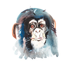 Watercolor portrait of grey furry monkey. Aquarelle drawing 2016 symbol