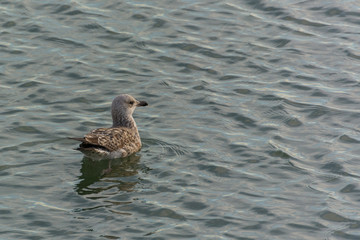 A Brown Seagull Resting on the Park Lake