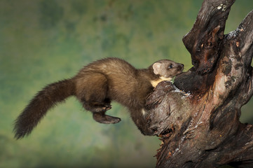 Pine Marten