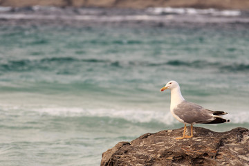 In Sardegna mare e cielo, acqua e rocce, acqua limpida, sole sull'isola.
