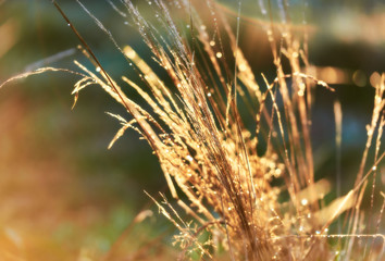 Glowing Dewy Grass blades in January