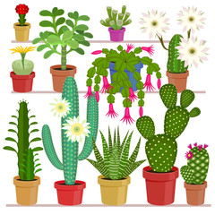 Flowering cactus in pots set.