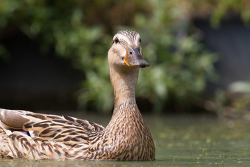 Brown duck